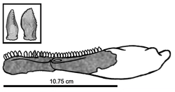 250px-Eshanosaurus IVPP V11579