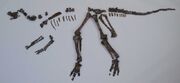 Nipponosaurus fossil