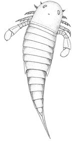 Nanahughmilleria