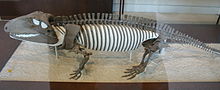 220px-Ophiacodon retroversus