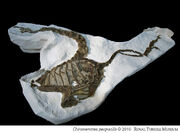 Chirostenotes fossil