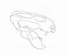 Emydops skull