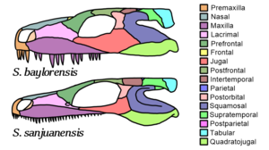 300px-Seymouria skull diagrams