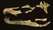Baryonyx-fossils skull