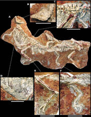 Sinornithomimus fossils 02