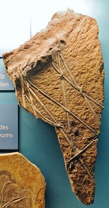 Traumatocrinus caudex