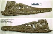 Trinacromerum bentonianum KUVP 5070