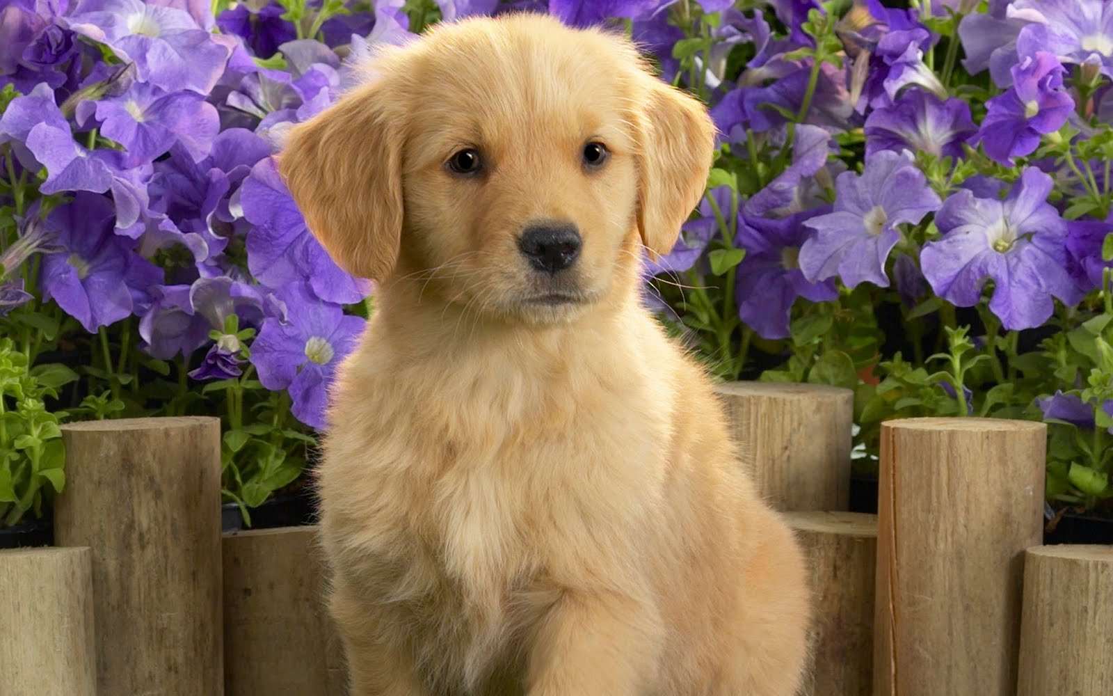 image cute golden retriever puppy and flowers photo jpg pretty
