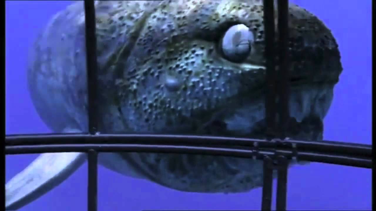 image dunkleosteus 2 jpg primeval fanon wiki fandom powered by dunkleosteus size