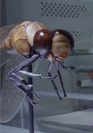 NWinquisitionGiantDragonfly