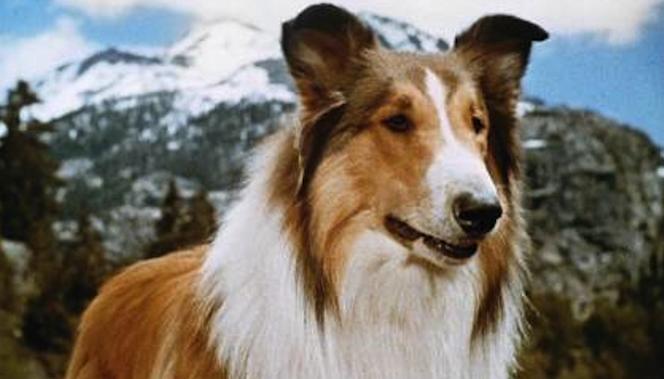 wikipedia lassie