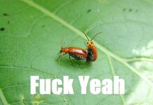 Fuckyeah