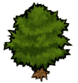 Arbol