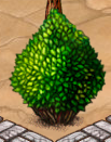 Laurel bush