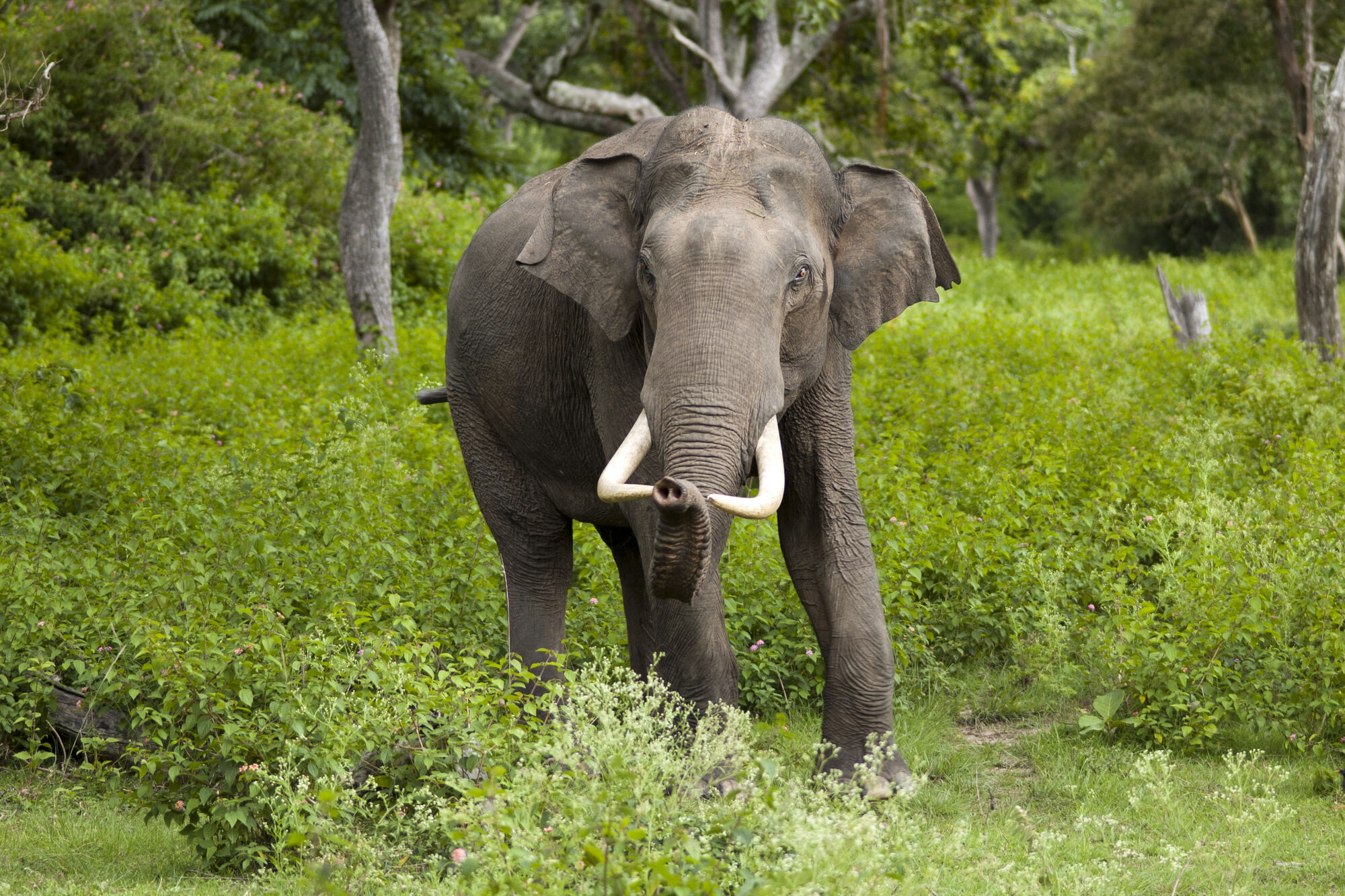 Asian Elephant | Project Zoo Wiki | Fandom