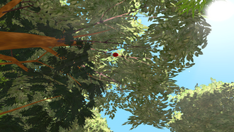 Fruit on a tree