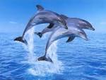 Delfin