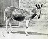 Quagga
