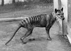Tigre de tasmania