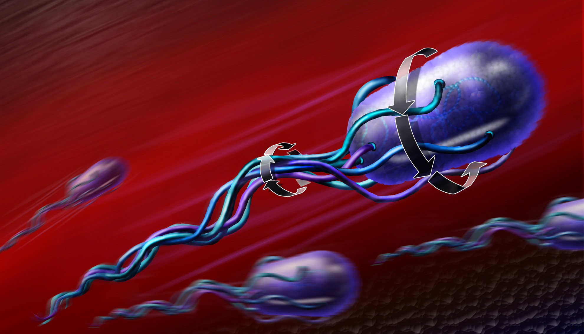 Category:Organelles | Protist Wiki | Fandom