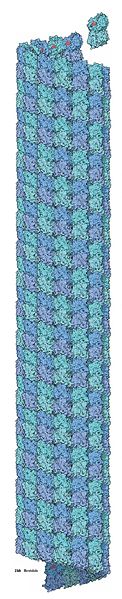 122px-Microtubule