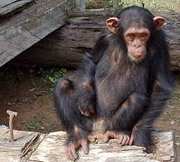 Chimp