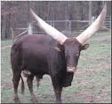 Bull