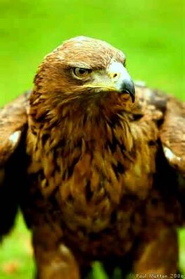 Golden eagle