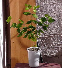 Calea ternifolia