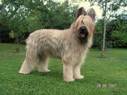 Briard