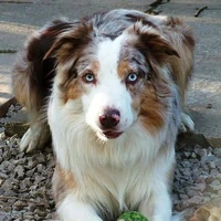 Border Collie Psiaki Wiki Fandom