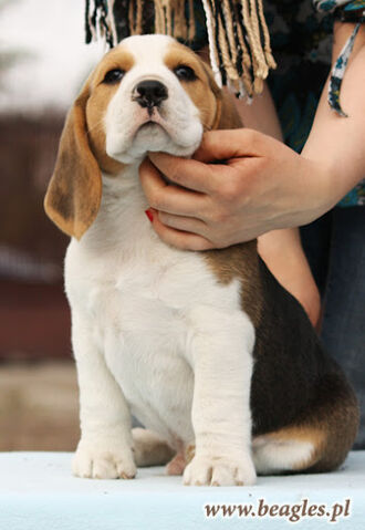 Plik:Beagles.pl 3.jpg