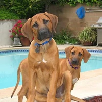 Rhodesian Ridgeback Psiaki Wiki Fandom