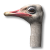 Ostrich