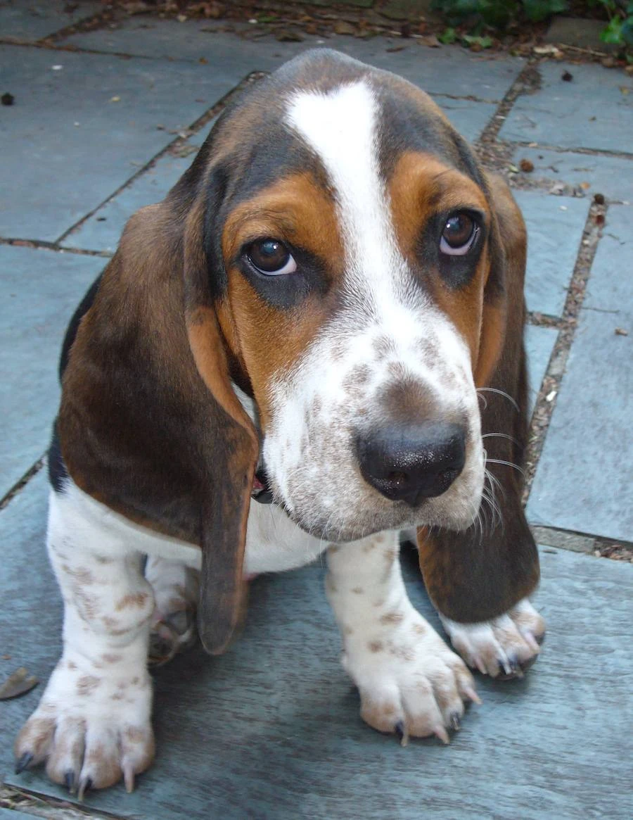 Basset Hound Psy i szczeniaki Wiki FANDOM powered by Wikia