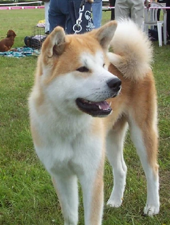 Akita Japonska Psy I Szczeniaki Wiki Fandom