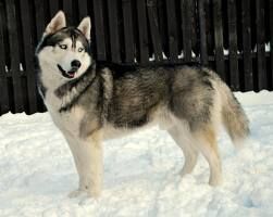 Siberian Husky | Psy i szczeniaki Wiki | Fandom