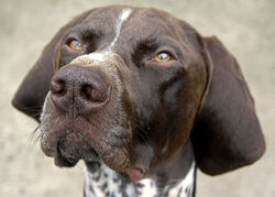 Pointer - bailey