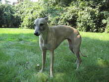 Whippet - Bean