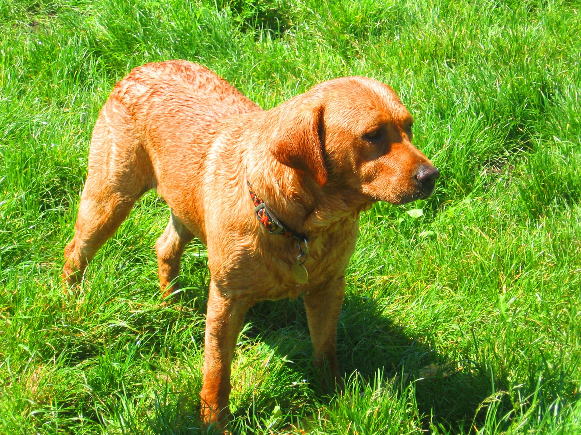 Labrador retriever | WikiPsy | FANDOM powered by Wikia