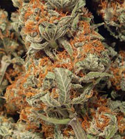 Dried-marijuana-buds-s