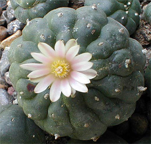 Peyote