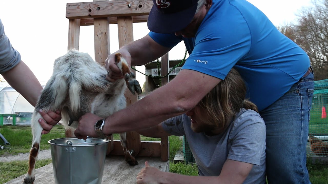 More milking. Доят птицу. Дойка коз руками. Доение козы первокоткп.