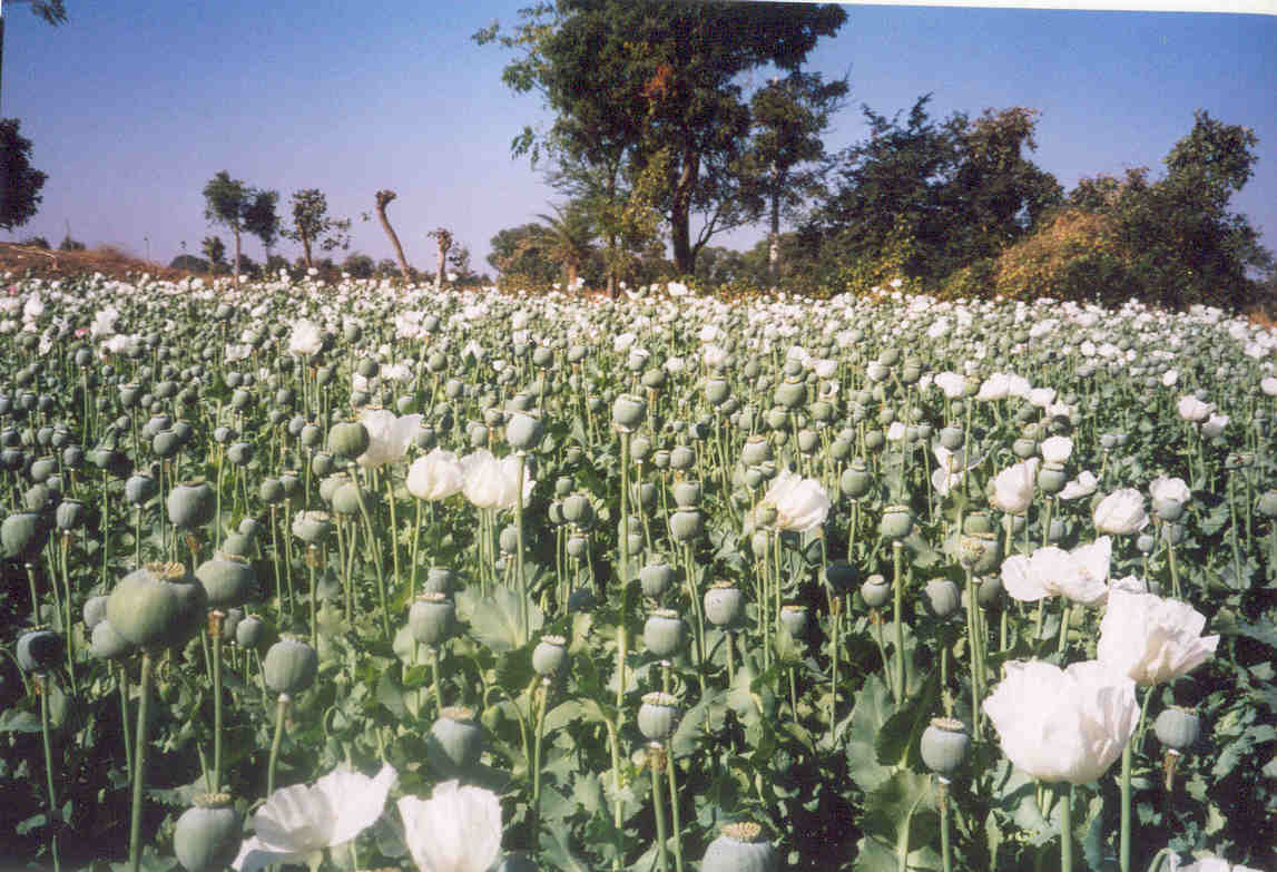 Opium | Psychology Wiki | FANDOM powered by Wikia