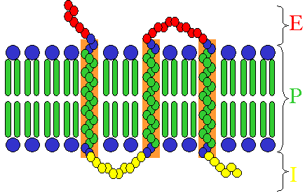 receptor biochemistry transmembrane