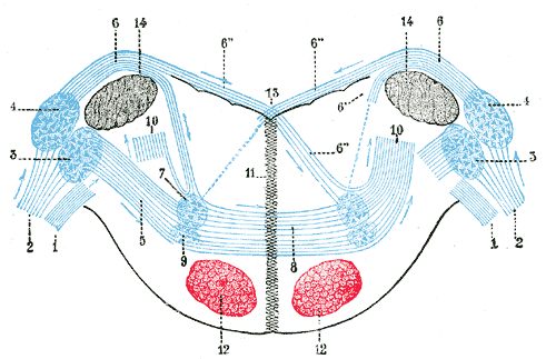 Cochlear Nuclei Psychology Wiki Fandom Powered By Wikia