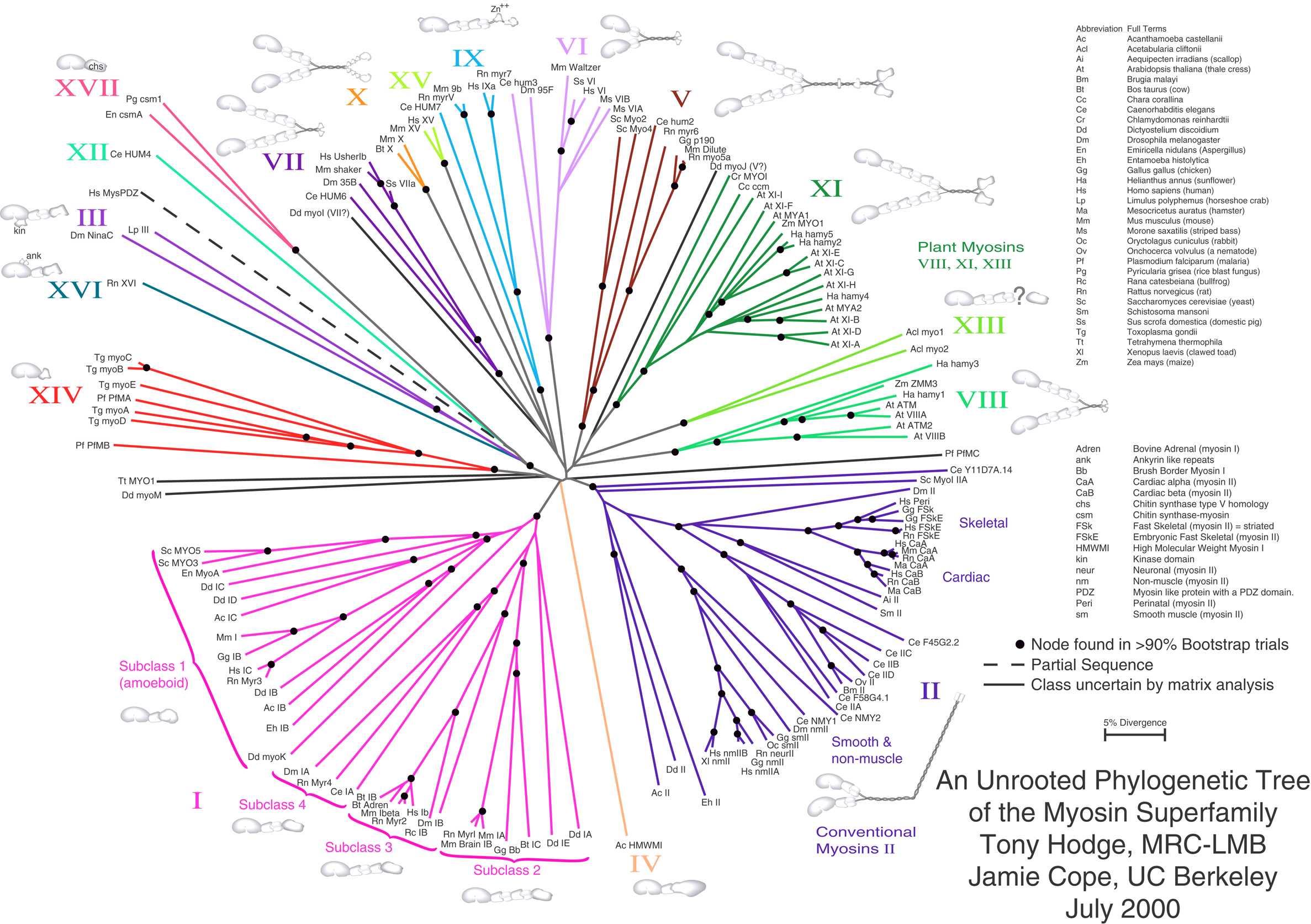 tree of life biology tree of life biology
