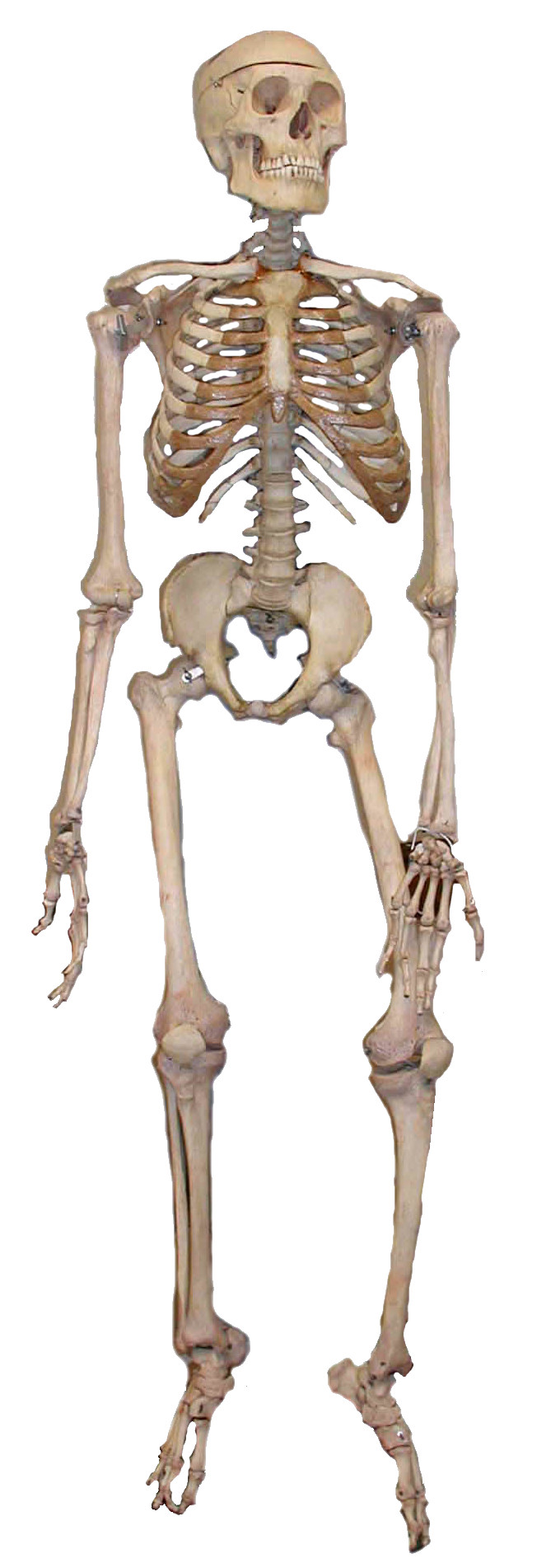 Human anatomy | Psychology Wiki | FANDOM powered by Wikia