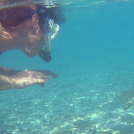 Sharks Psychology Wiki Fandom