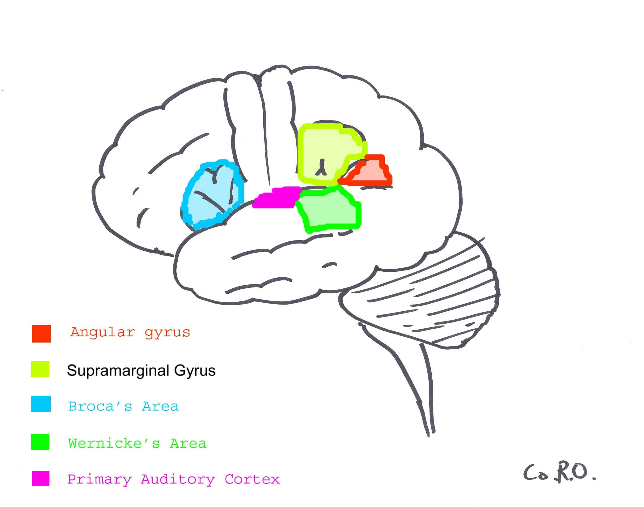 auditory nerve function psychology